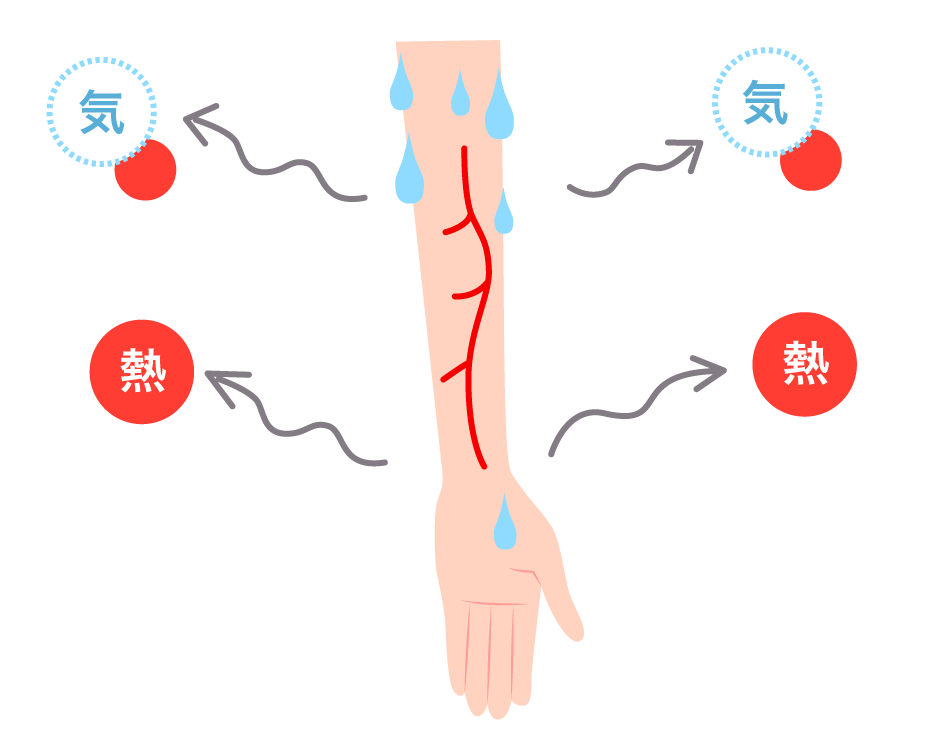 体表近くの血流が増え、体の外に移動する熱の量が増加