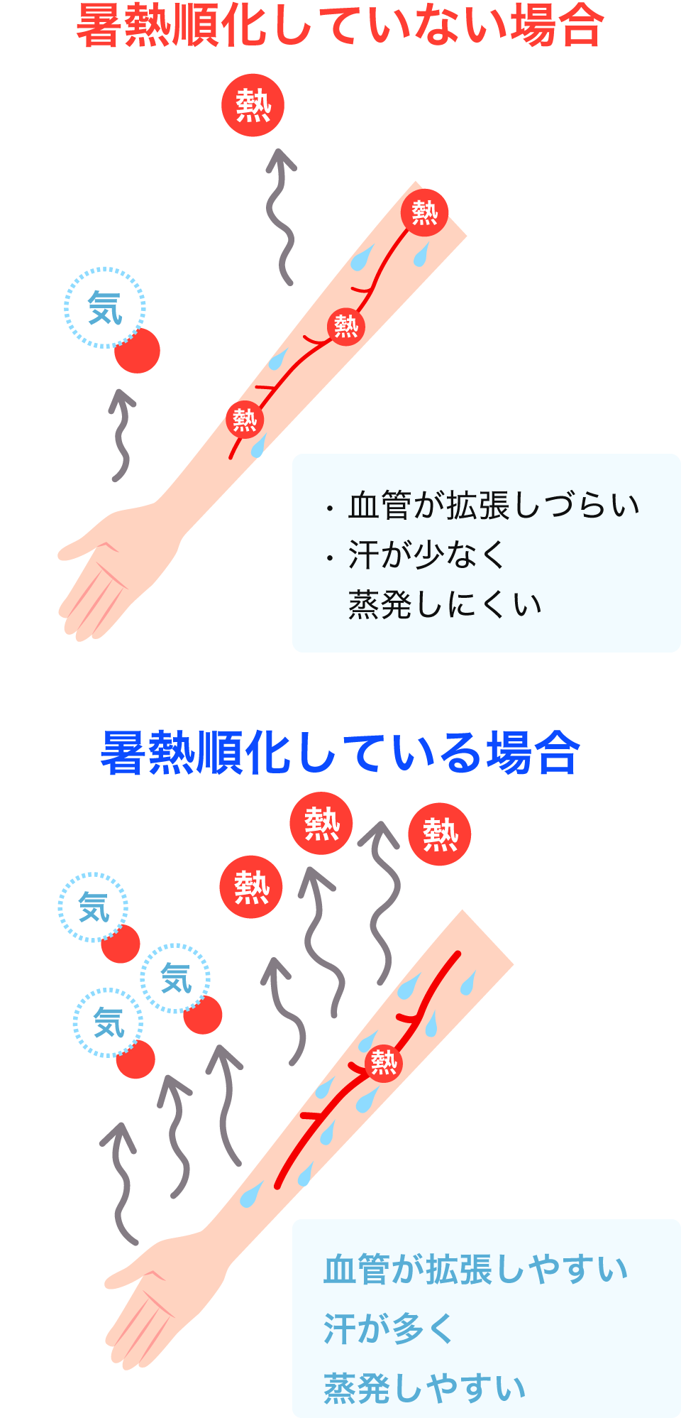 暑熱順化していると血管が拡張しやすくなり、汗が多く蒸発しやすくなります。