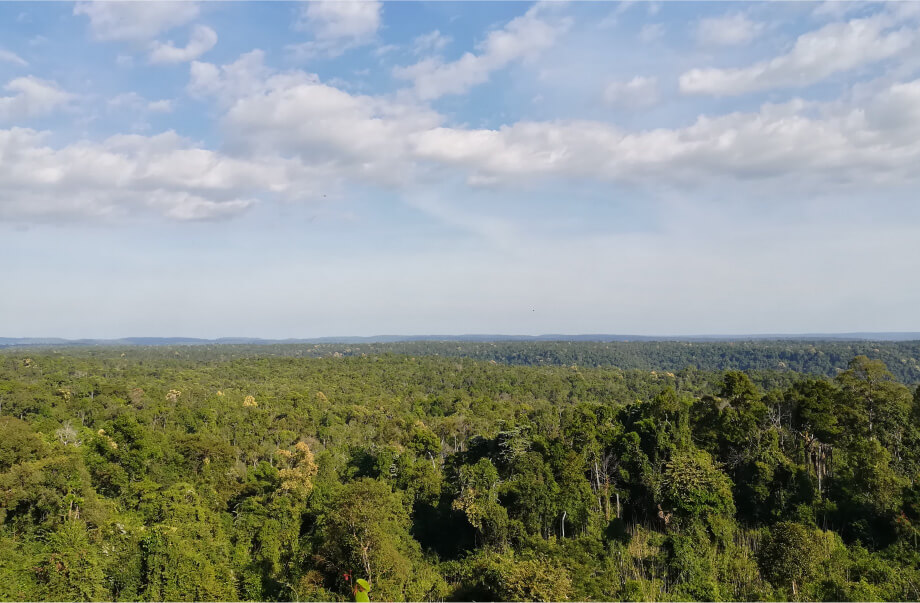 ジャワ島の森の画像