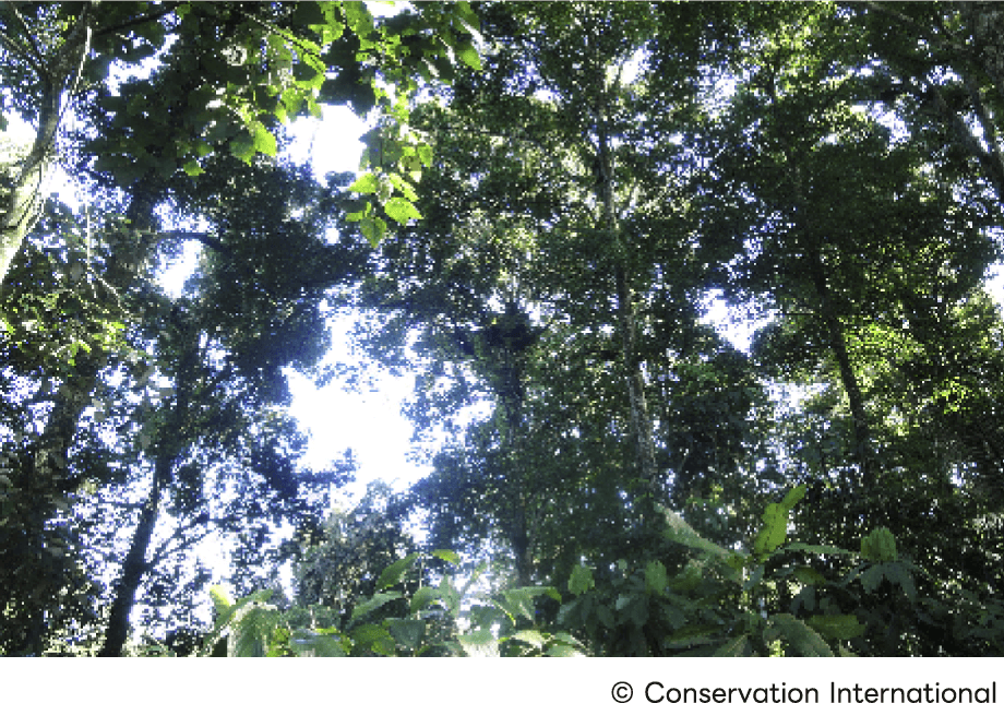 ジャワ島の森の画像