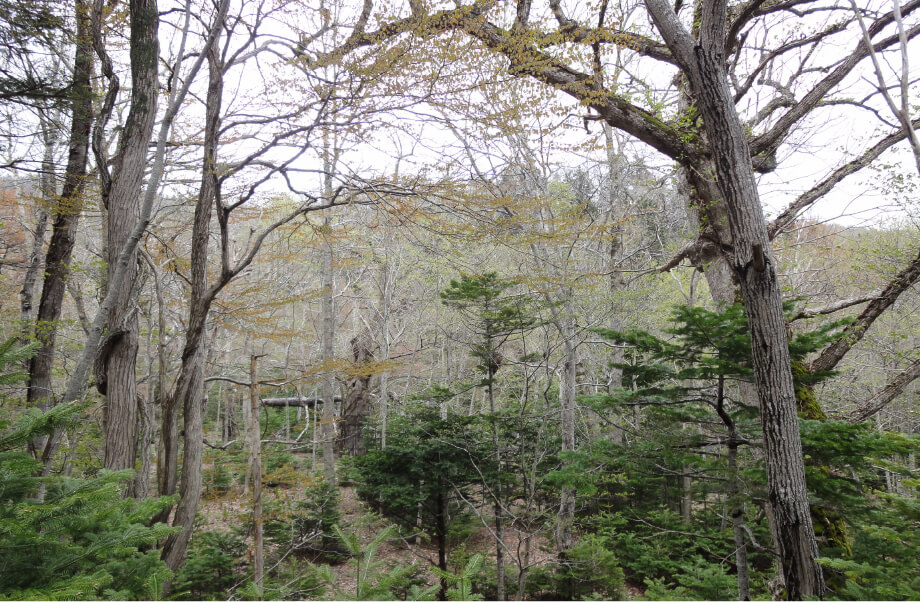 知床半島の森の画像