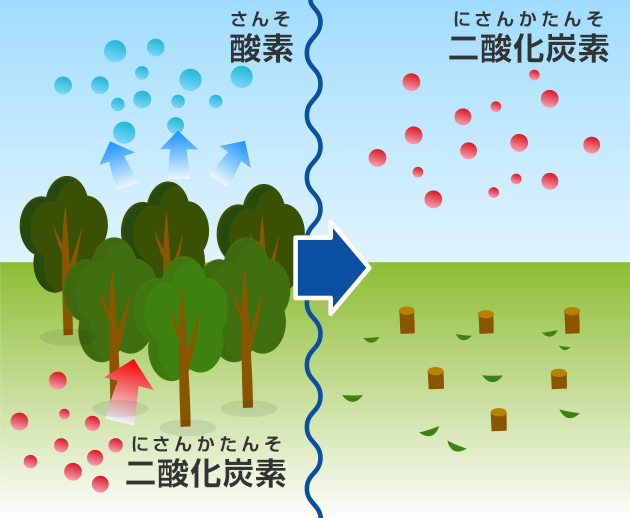 二酸化炭素から酸素を作り出してくれていた植物がへってしまったことも、二酸化炭素が増えた原因のひとつ