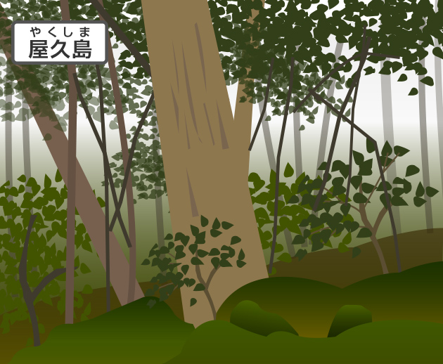 屋久島は数千年も生きている大きな屋久杉や、きれいなコケの森がある