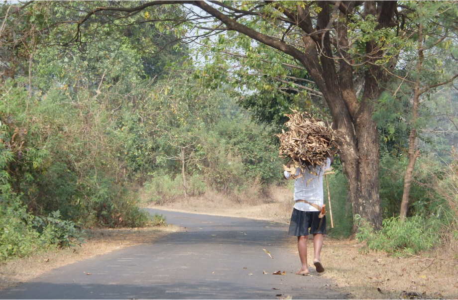 生物の保全と森林の持続的管理の画像