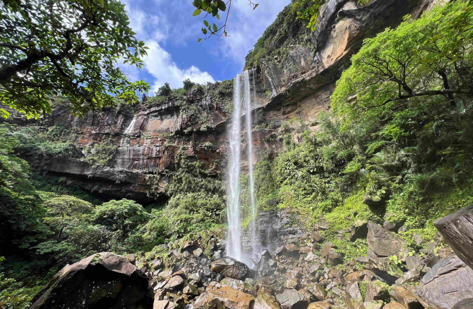 西表島のマングローブ林の画像