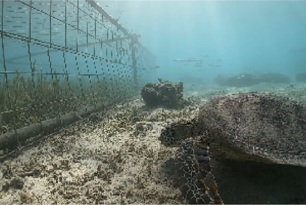 海の森を再生する活動の画像