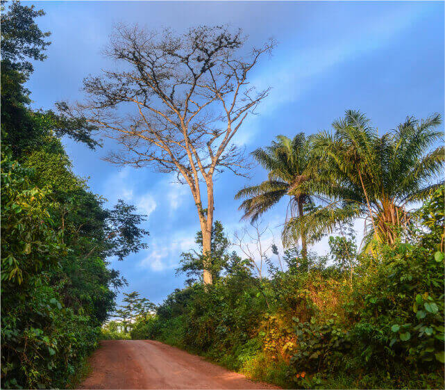 リベリア 東ニンバ自然保護区の画像